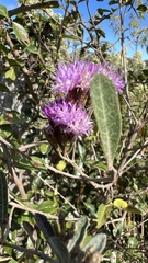 Vernonanthura squamulosa