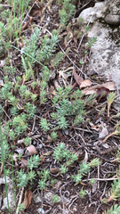 Petrosedum