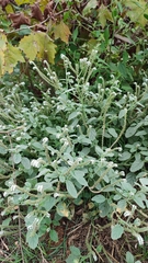 Heliotropium europaeum