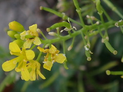 Rorippa sylvestris