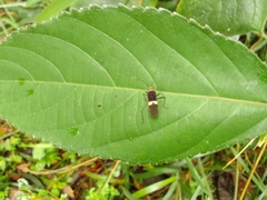 Hypselonotus interruptus