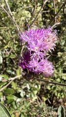 Vernonanthura squamulosa