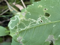 Liriomyza carphephori