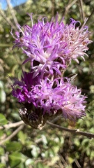 Vernonanthura squamulosa