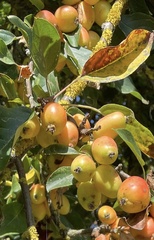 Malus sylvestris