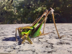 Eupholidoptera chabrieri