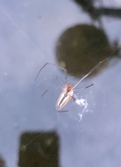 Tetragnatha extensa
