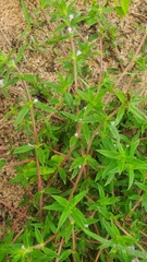 Hexasepalum teres