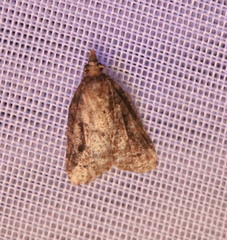 Platynota idaeusalis