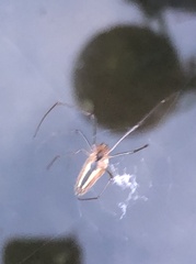 Tetragnatha extensa