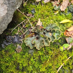 Peltigera canina