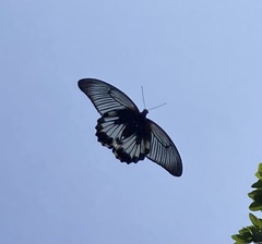 Papilio memnon