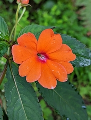 Impatiens