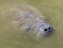 Trichechus manatus latirostris