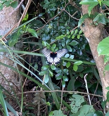 Papilio memnon