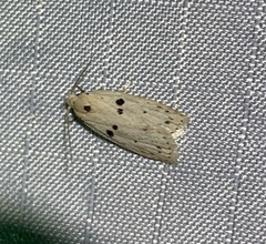 Scythropiodes issikii