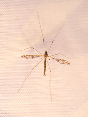 Epiphragma