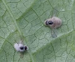 Entomophthora muscae