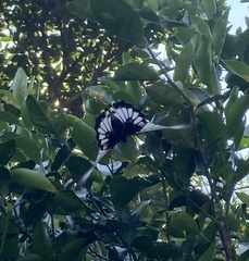 Papilio memnon