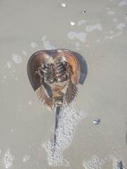 Limulus polyphemus