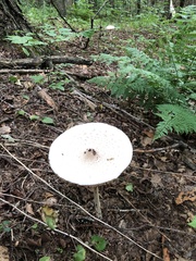 Macrolepiota