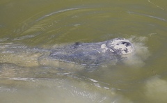 Trichechus manatus latirostris