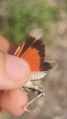 Oedipoda germanica germanica