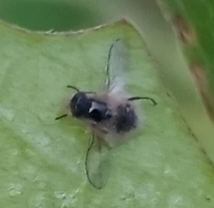 Entomophthora muscae