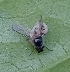 Entomophthora muscae