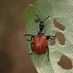 Apoderus coryli