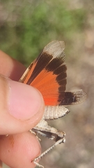 Oedipoda germanica germanica