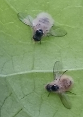 Entomophthora muscae