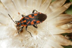 Spilostethus saxatilis