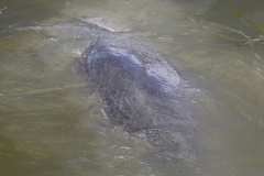 Trichechus manatus latirostris