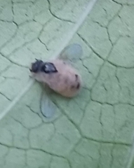 Entomophthora muscae