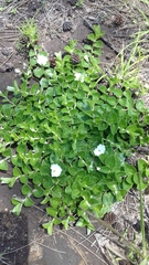 Evolvulus prostratus