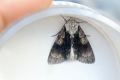 Acronicta alni