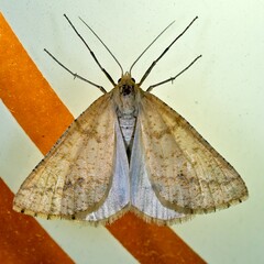 Aspitates ochrearia