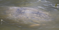 Trichechus manatus latirostris