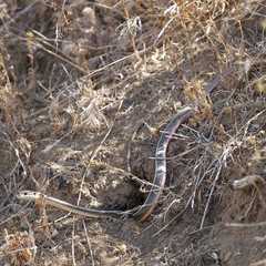 Masticophis lateralis lateralis