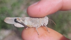 Oedipoda germanica germanica