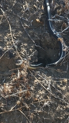 Masticophis lateralis lateralis