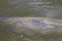 Trichechus manatus latirostris