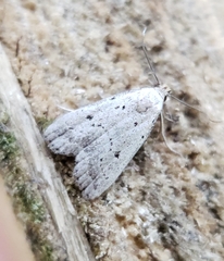 Hypenodes fractilinea