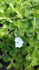 Evolvulus prostratus