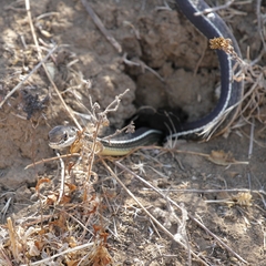 Masticophis lateralis lateralis