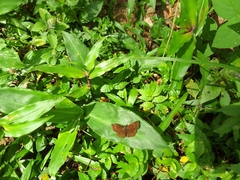 Pyrginae