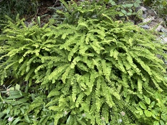 Adiantum aleuticum