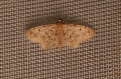 Idaea bonifata