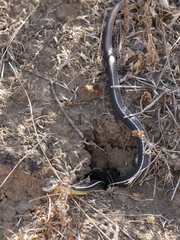 Masticophis lateralis lateralis